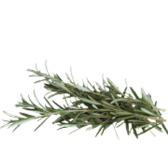 rosmarino pianta per sito 240x180ns